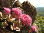 mt.apoi36-050916.jpg